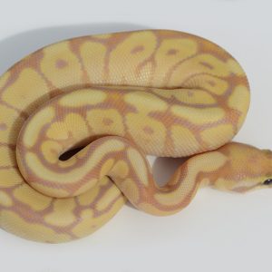 Banana Mojave Spider Ball Python For Sale