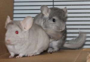 Beige Sapphire Chinchillas For Sale