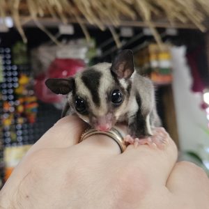 Black Beauty Sugar Glider For Sale