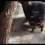Black Raccoon For Sale