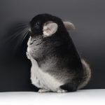 Black Velvet Chinchilla For Sale