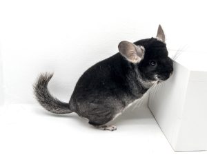 Black Velvet Chinchilla For Sale Online