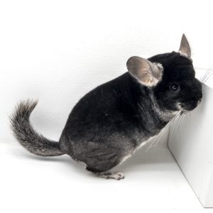 Black Velvet Chinchilla For Sale Online