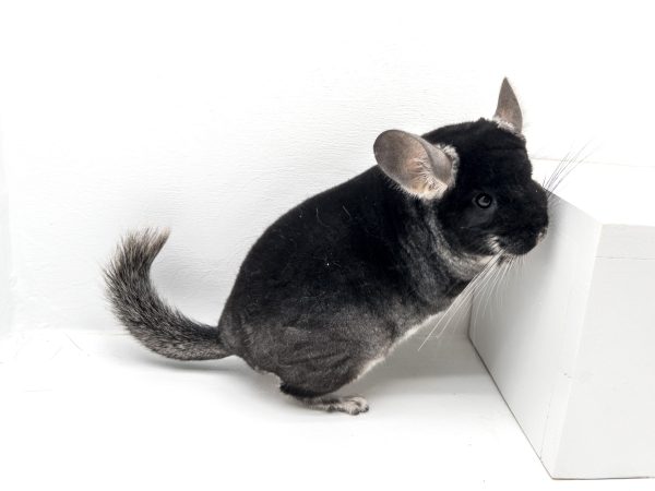 Black Velvet Chinchilla For Sale Online