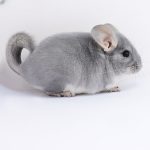Blue Diamond Chinchilla For Sale