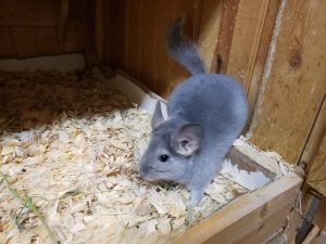 Blue Diamond Chinchilla For Sale Near Me