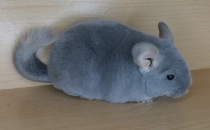 Blue Diamond Chinchilla For Sale Online