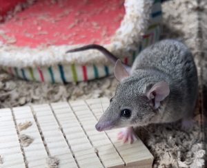 Brazilian Short Tailed Opossum For Sale