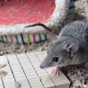 Brazilian Short Tailed Opossum For Sale
