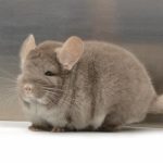 Brown Velvet Chinchillas For Sale