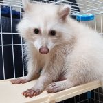Buy Albino Raccoon For Sale Online