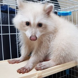 Buy Albino Raccoon For Sale Online