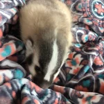 Buy American Badger Cub For Sale Online
