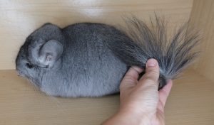 Angora Chinchilla For Sale - Image 2