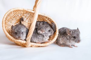 Baby Chinchilla For Sale