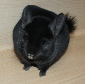 Buy Baby Ebony Chinchilla For Sale