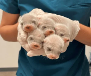 Baby Ferret For Sale - Image 4
