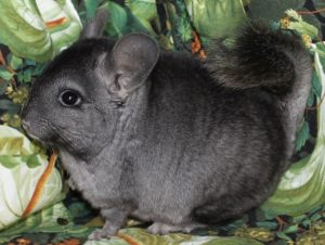 Buy Baby Hetero Ebony Chinchilla For Sale