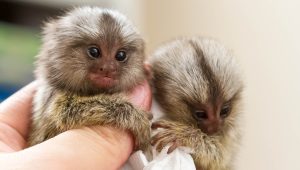 Baby Spider Monkey For Sale - Image 3