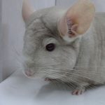 Beige Sapphire Chinchilla For Sale - Image 3