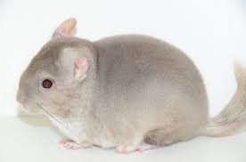 Buy Beige Violet Chinchilla For Sale Online