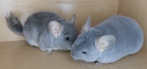 Buy Blue Diamond Chinchilla Online