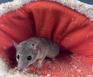 Buy Brazilian Short Tailed Opossum Online