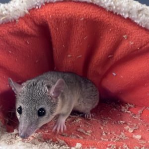 Buy Brazilian Short Tailed Opossum Online