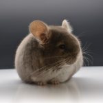 Buy Brown Velvet Chinchillas For Sale Online