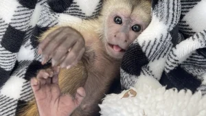 Capuchin Monkey For Sale - Image 6