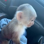 Capuchin Monkey For Sale - Image 4