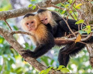 Capuchin Monkey For Sale - Image 5