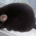 Buy Chocolate Chinchilla For Sale