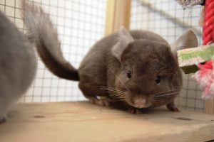 Buy Chocolate Chinchilla Online