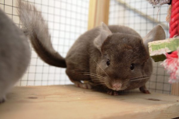 Buy Chocolate Chinchilla Online