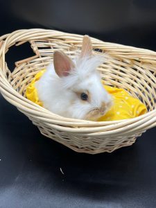 Buy Domestic Rabbit Online