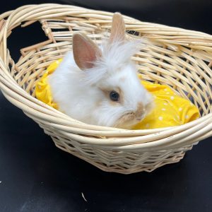 Buy Domestic Rabbit Online