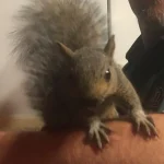 Buy Grey Squirrel For Sale Online
