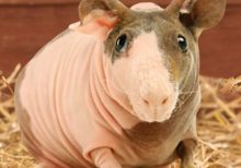 Hairless Guinea Pig For Sale - Image 3