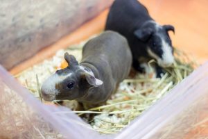 Hairless Guinea Pig For Sale - Image 4
