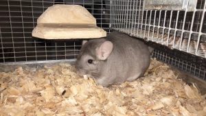 Buy Hetero Beige Chinchilla For Sale Online