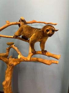 Buy Male Kinkajou Online