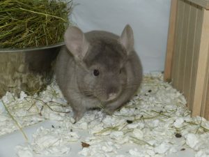 Buy Pastel or Light Tan Chinchilla