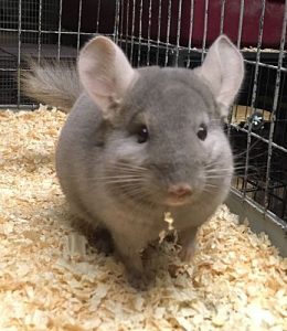 Buy Pastel or Light Tan Chinchilla Online