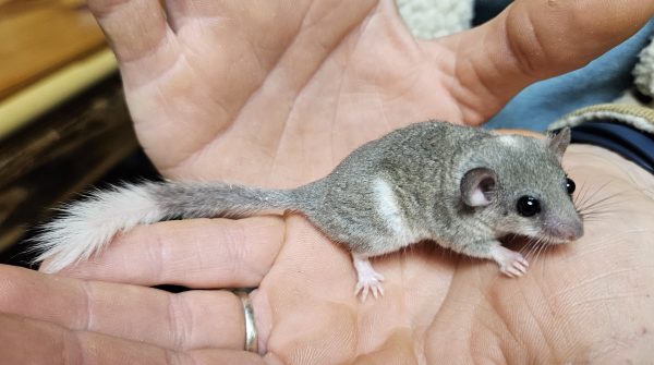 Buy Pied African Pygmy Squirrel Near Me