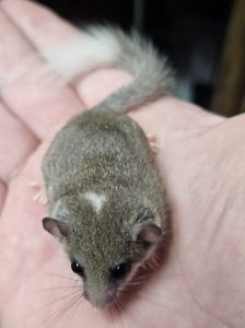 Buy Pied African Pygmy Squirrel Online