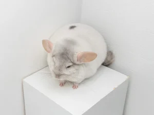 Buy Pink white Chinchilla For Sale Online