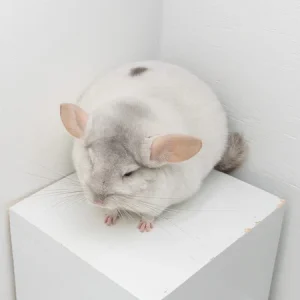 Buy Pink white Chinchilla For Sale Online