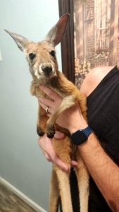 Buy Red Kangaroo Online