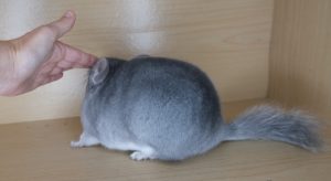 Buy Sapphire Chinchilla For Sale Online